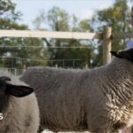 A little girl with blonde plaits is playing with sheep at Puxton Park near Weston super Mare