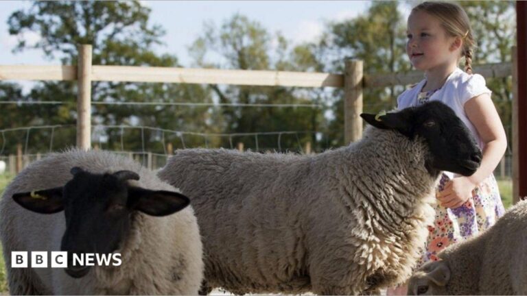 A little girl with blonde plaits is playing with sheep at Puxton Park near Weston super Mare