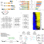 CRISPR-Mediated Genomic Editing with CHyMErA Cell Lines