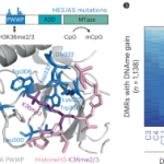 Understanding the HESJAS Disease Model