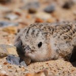 The RSPB Tern Around Project and Norfolk Breeding Success