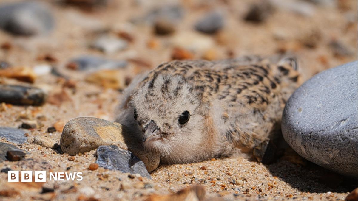 The RSPB Tern Around Project and Norfolk Breeding Success