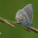 Silver-studded Blue butterfly perched on a flower. It is a metallic blue coloured insect with black dots scatted across its