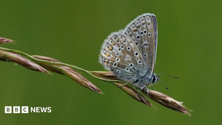 Silver-studded Blue butterfly perched on a flower. It is a metallic blue coloured insect with black dots scatted across its