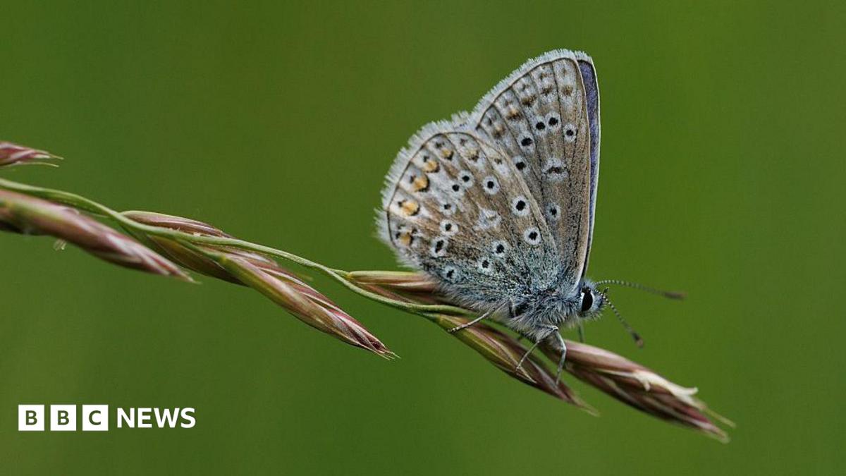 Silver-studded Blue butterfly perched on a flower. It is a metallic blue coloured insect with black dots scatted across its