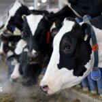 A line of black and white Holstein cows stick their head through blue gates to eat hay in a barn at a dairy farm