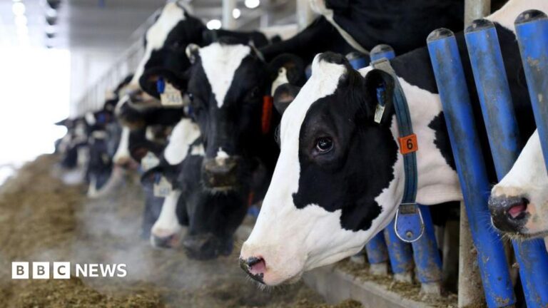 A line of black and white Holstein cows stick their head through blue gates to eat hay in a barn at a dairy farm