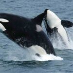 Transient orcas leaping out of the water near Unimak Island, eastern Aleutian Islands, Alaska