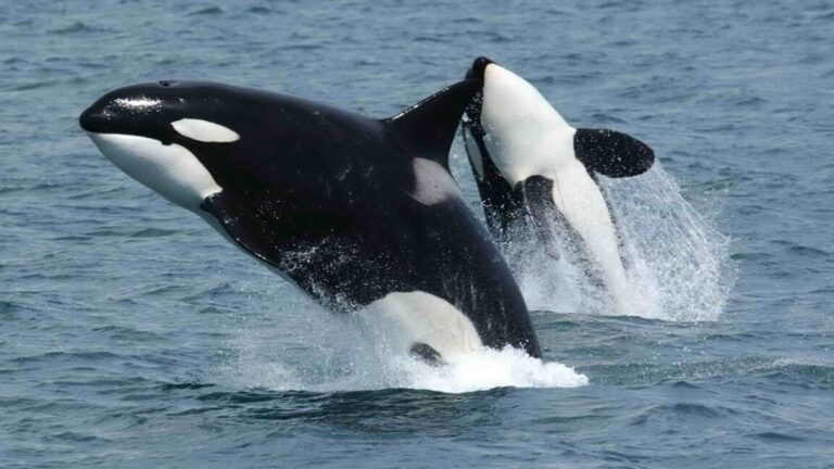 Transient orcas leaping out of the water near Unimak Island, eastern Aleutian Islands, Alaska