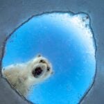 Natural History Museum Previews Wildlife Photographer of the Year Shortlist
