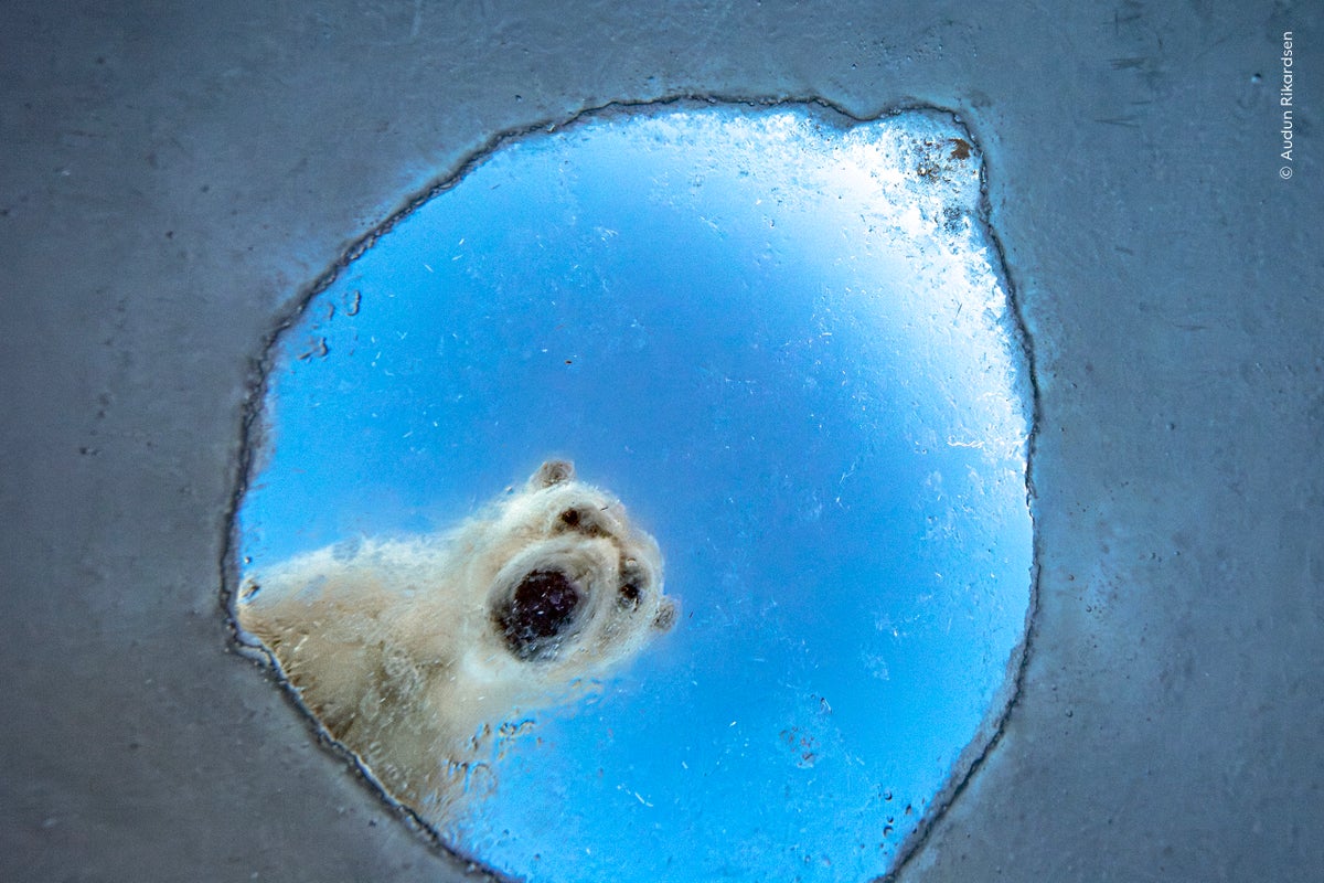 Natural History Museum Previews Wildlife Photographer of the Year Shortlist