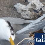 Australia Bird Flu Cases Triple to 74 as Virus Spreads to New States