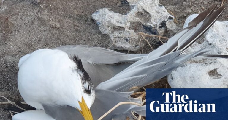 Australia Bird Flu Cases Triple to 74 as Virus Spreads to New States