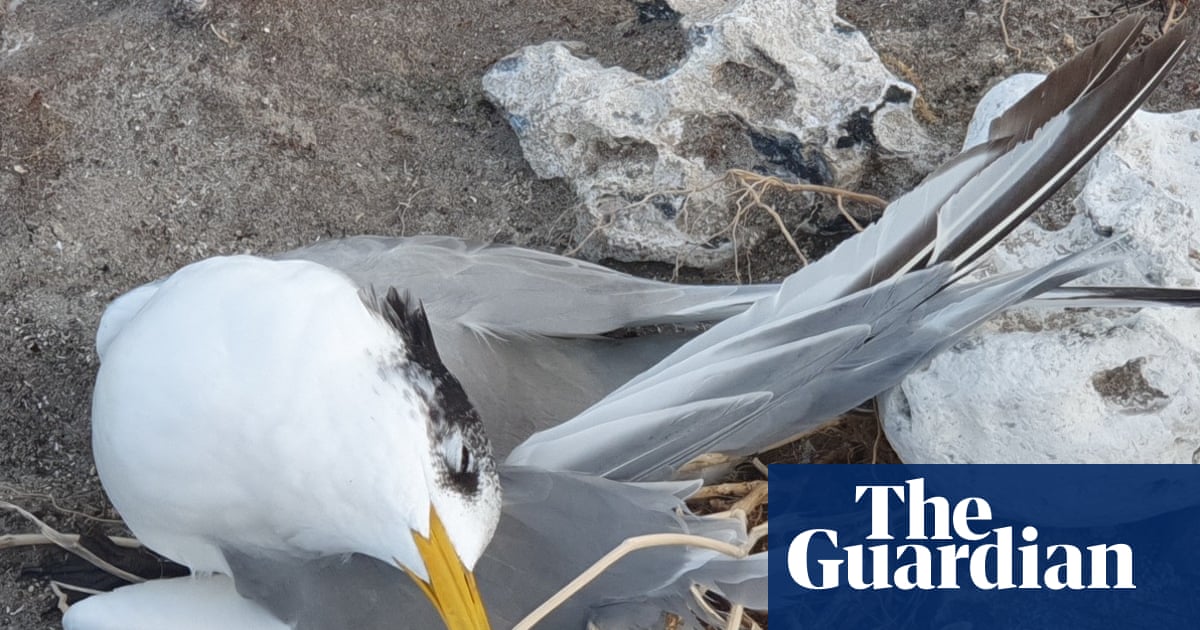 Australia Bird Flu Cases Triple to 74 as Virus Spreads to New States