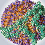 HDL Particle Changes Linked to Early Cognitive Decline
