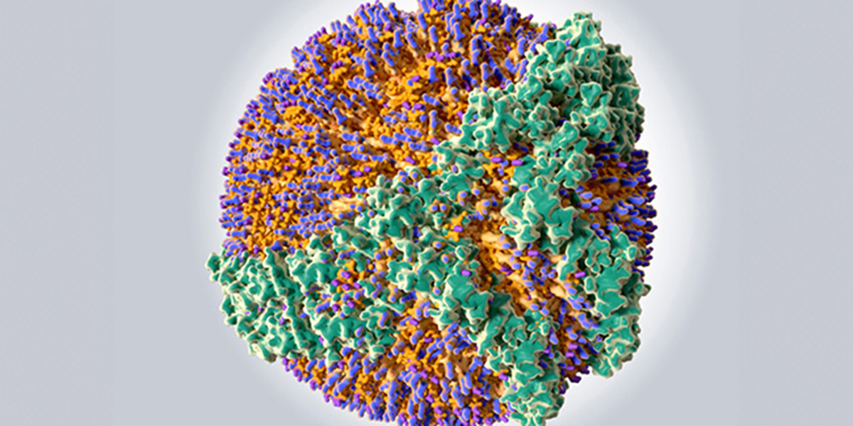 HDL Particle Changes Linked to Early Cognitive Decline