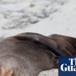 Fur Seal Death Marks First Australian Mainland Mammal Fatality From H5 Bird Flu