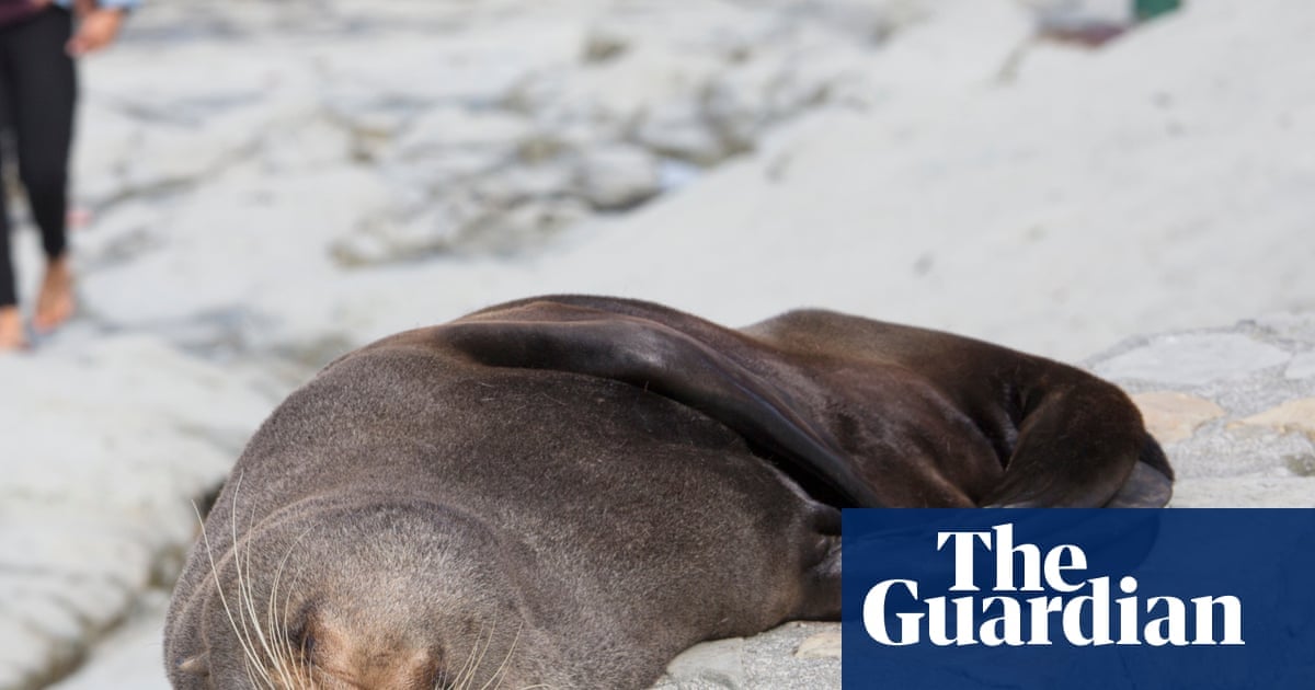 Fur Seal Death Marks First Australian Mainland Mammal Fatality From H5 Bird Flu