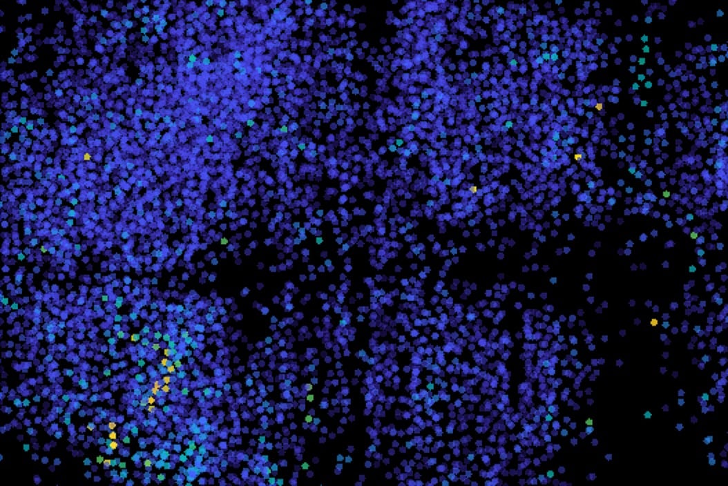 MIT Engineers Develop High-Speed Microscope for Whole-Brain Voltage Imaging