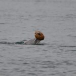 Dolphins Use Sea Shells as Tools to Hunt Fish off Queensland, Australia