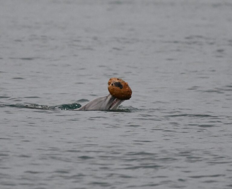 Dolphins Use Sea Shells as Tools to Hunt Fish off Queensland, Australia