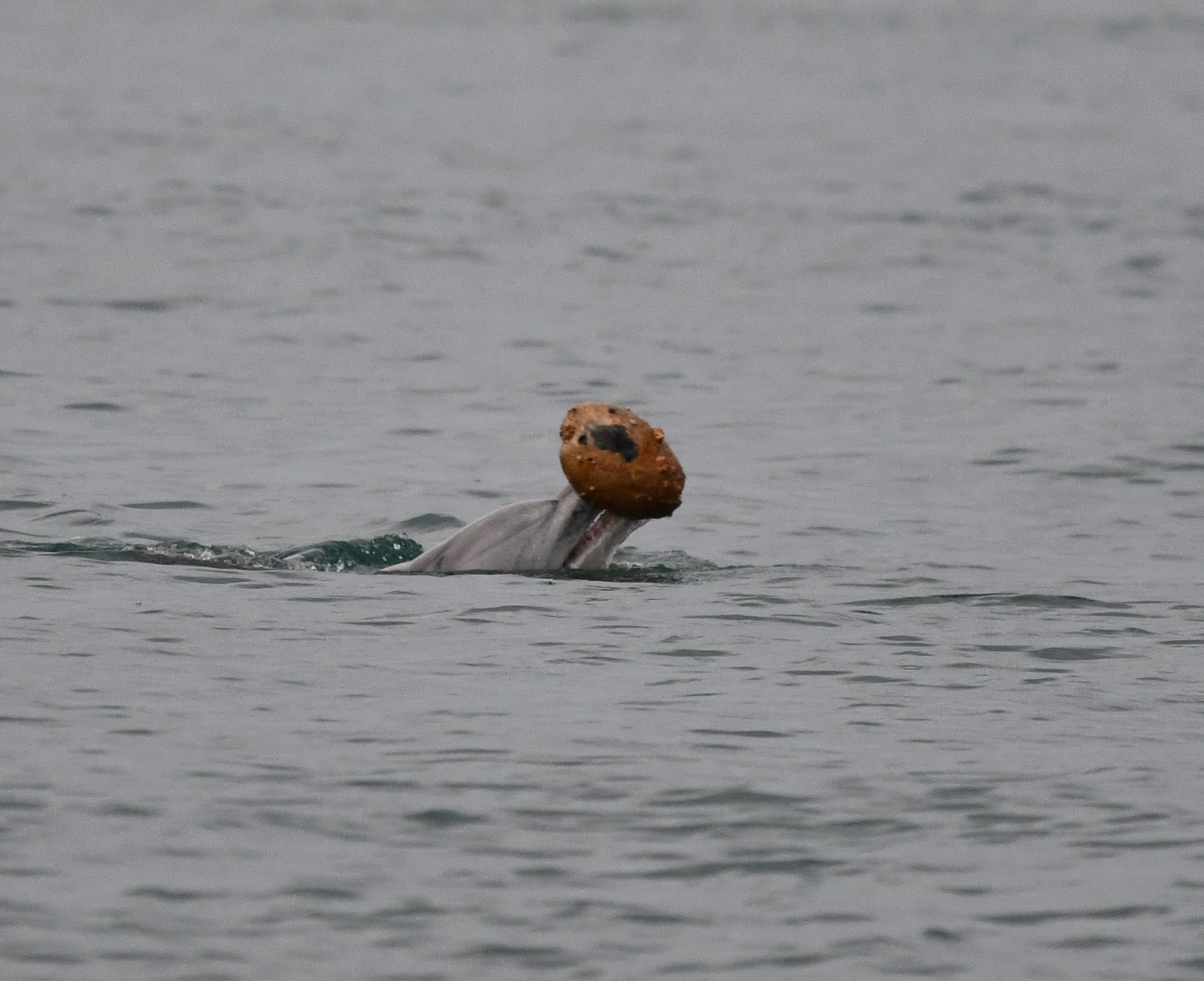 Dolphins Use Sea Shells as Tools to Hunt Fish off Queensland, Australia
