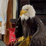 Jackie the bald eagle is examined on July 18, 2026, at the Los Angeles County Parks San Dimas Raptor Rescue Center in San