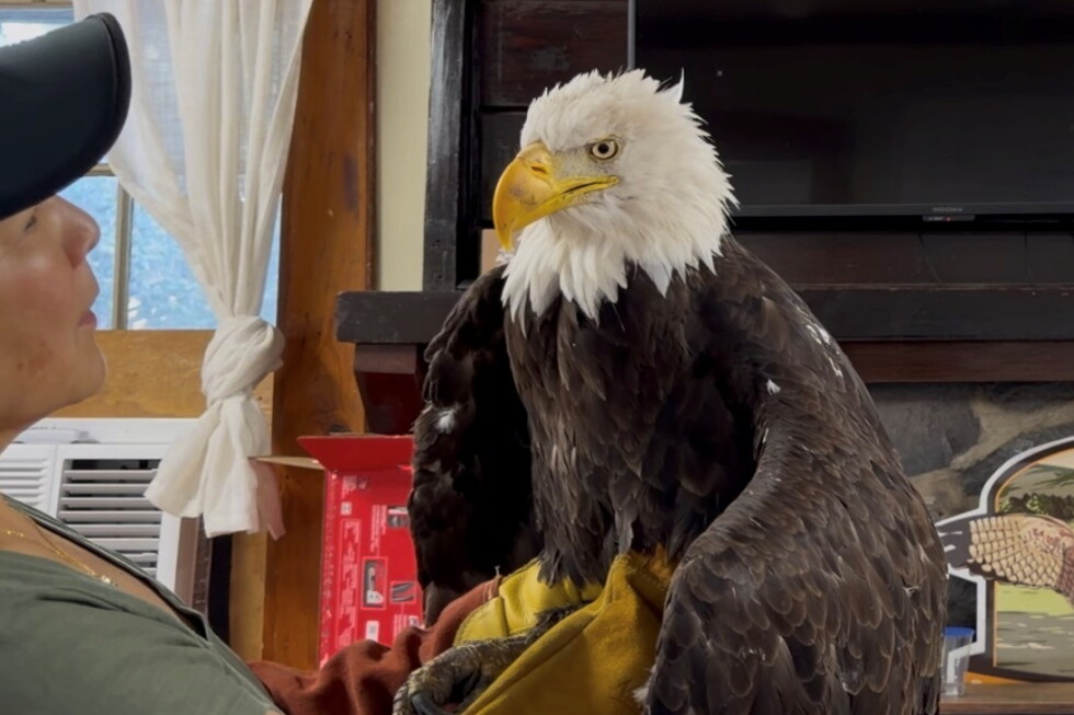 Jackie the bald eagle is examined on July 18, 2026, at the Los Angeles County Parks San Dimas Raptor Rescue Center in San