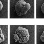 Penn State Researchers Shield Donor Cells With Hydrogel Invisibility Cloaks