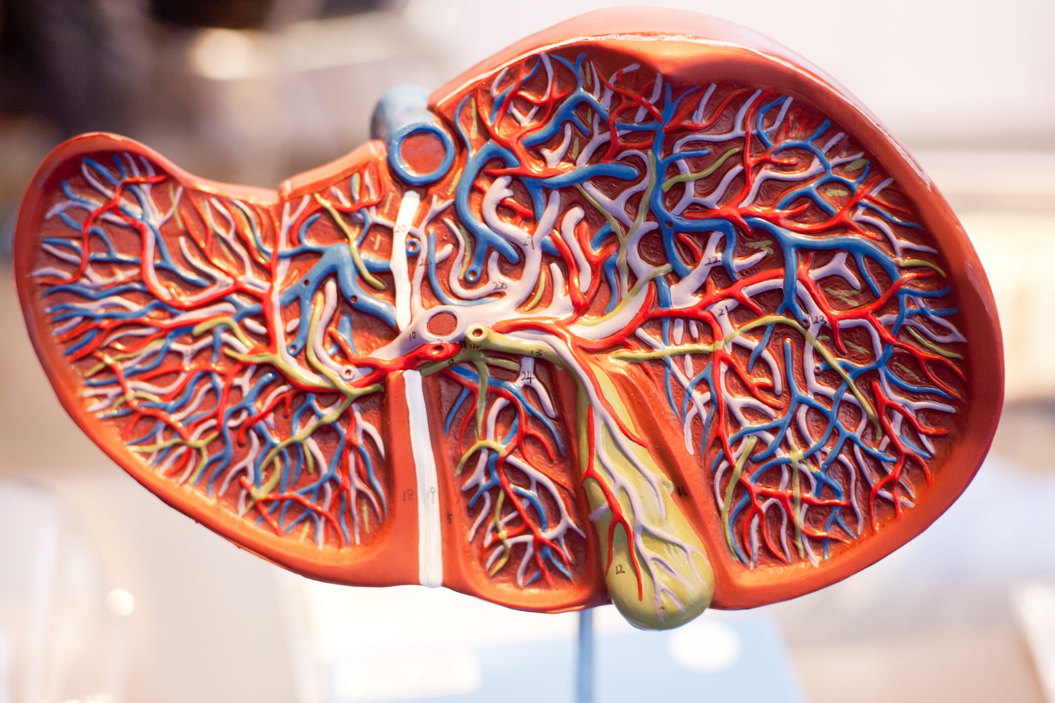 University of Toledo Researchers Develop Rapid Bile Acid Blood Test