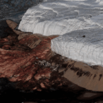Antarctica's Blood Falls Hosts Marine Microbes Sealed for Millions of Years