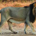 Asiatic Lion Population in Gujarat Grows to 891 by May 2025 Estimation