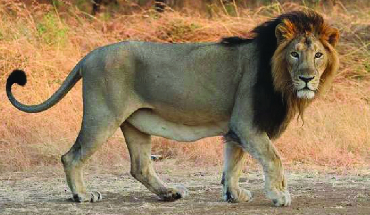Asiatic Lion Population in Gujarat Grows to 891 by May 2025 Estimation