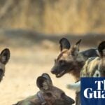 African Wild Dogs Set Distance Record With 2,500-Mile Trek Across Zambia