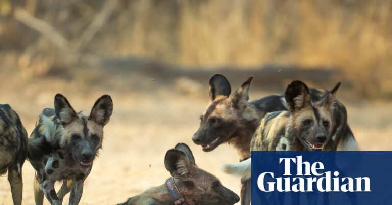 African Wild Dogs Set Distance Record With 2,500-Mile Trek Across Zambia