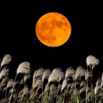 Harvest Moon Rises September 26 to Mark the 2026 Autumn Equinox