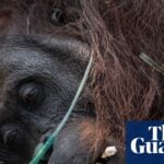 Indonesian Wildfires Threaten Orangutan Research Station in Borneo