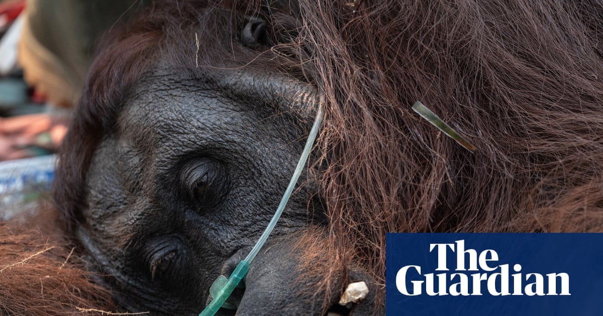 Indonesian Wildfires Threaten Orangutan Research Station in Borneo