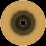 a yellow-brown orb with a ten-sided brown splotch in its center