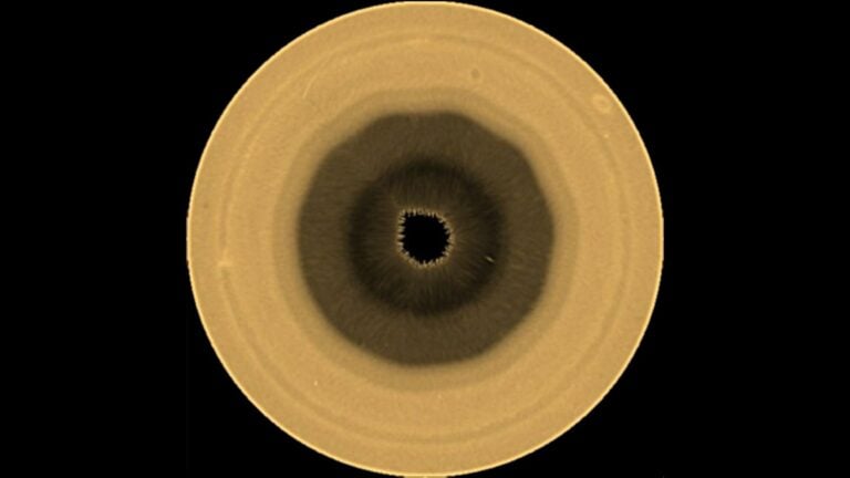 a yellow-brown orb with a ten-sided brown splotch in its center