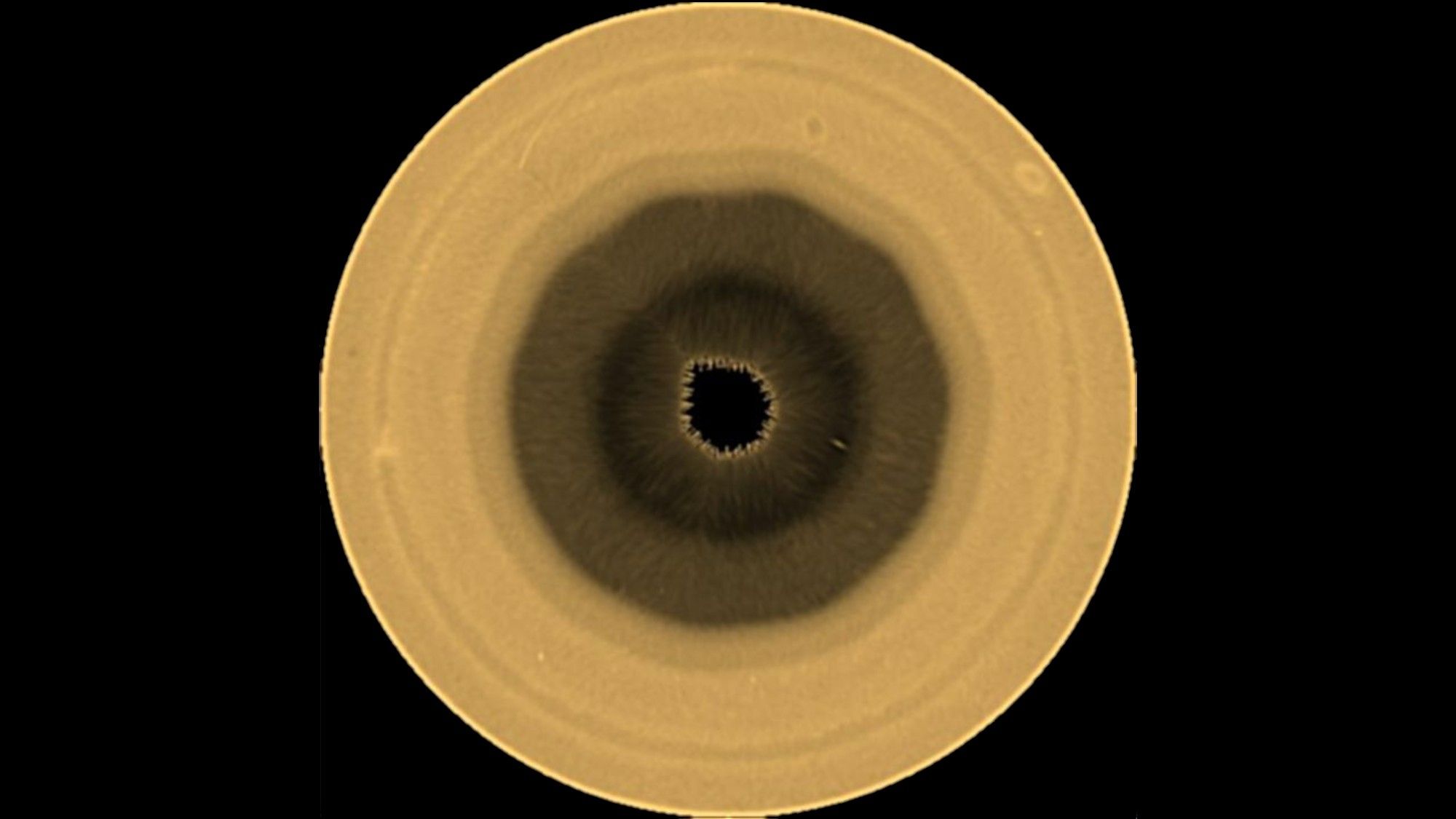 a yellow-brown orb with a ten-sided brown splotch in its center
