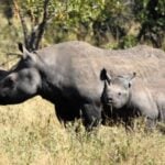 Ezemvelo KZN Wildlife Moves 20 Black Rhinos to Botswana to Boost Population