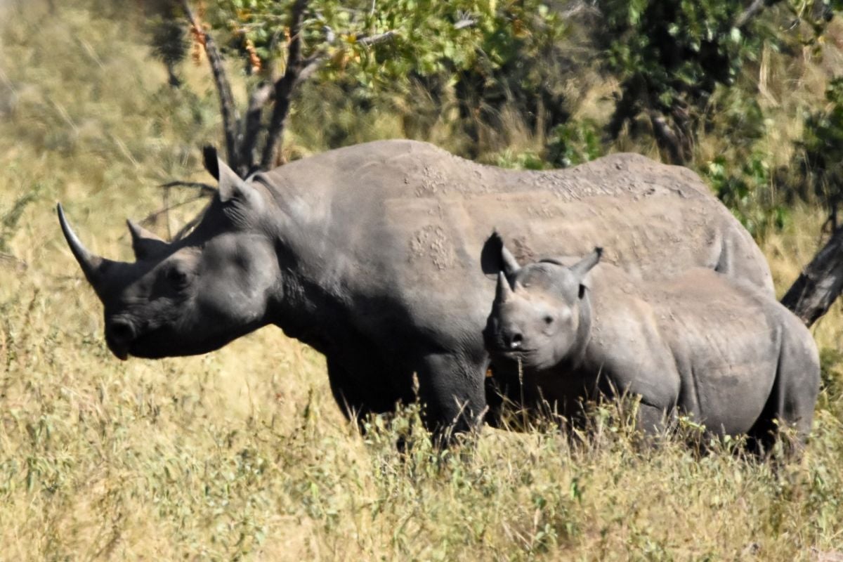 Ezemvelo KZN Wildlife Moves 20 Black Rhinos to Botswana to Boost Population