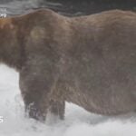 'Backpack' the brown bear is seen