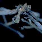 UBC Researchers Discover Two New Sea Spider Species in the Salish Sea
