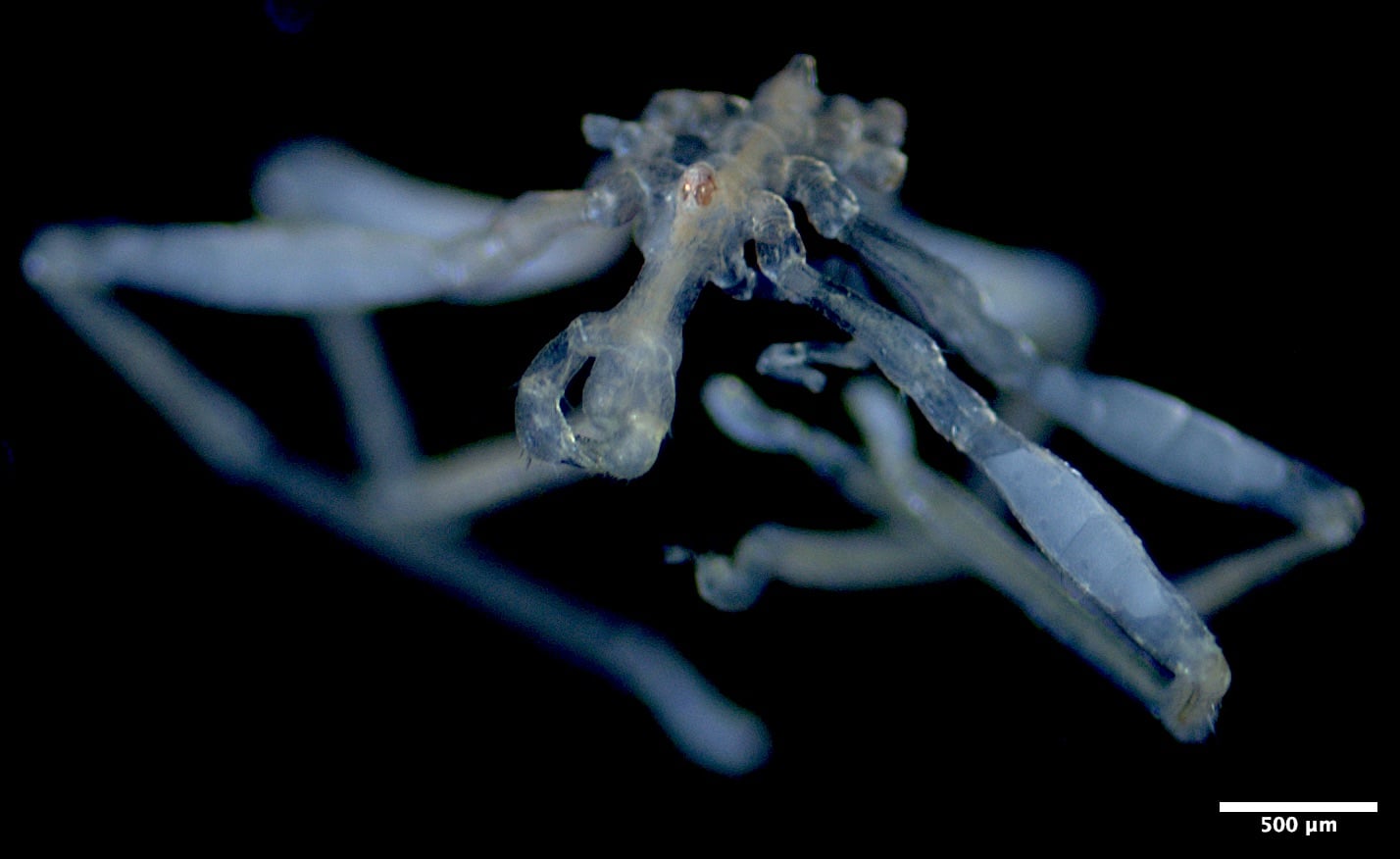 UBC Researchers Discover Two New Sea Spider Species in the Salish Sea