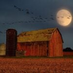 skywatching