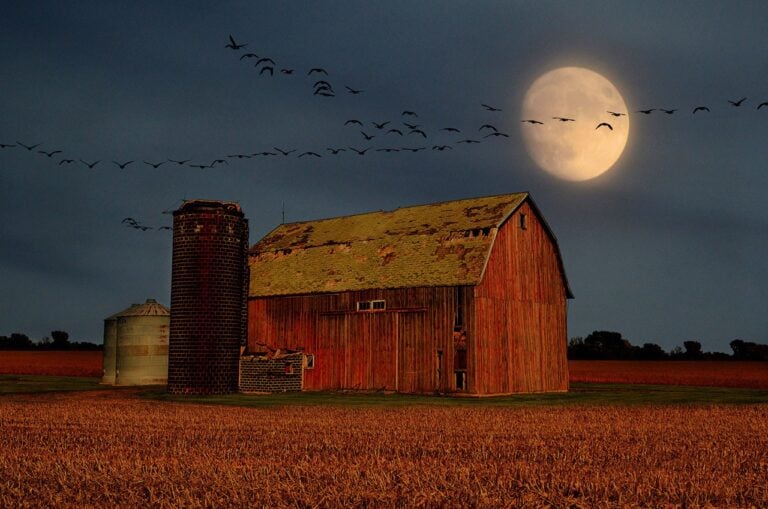 skywatching