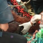 Vets Treat Rescued Orangutan for Smoke Inhalation in Indonesia
