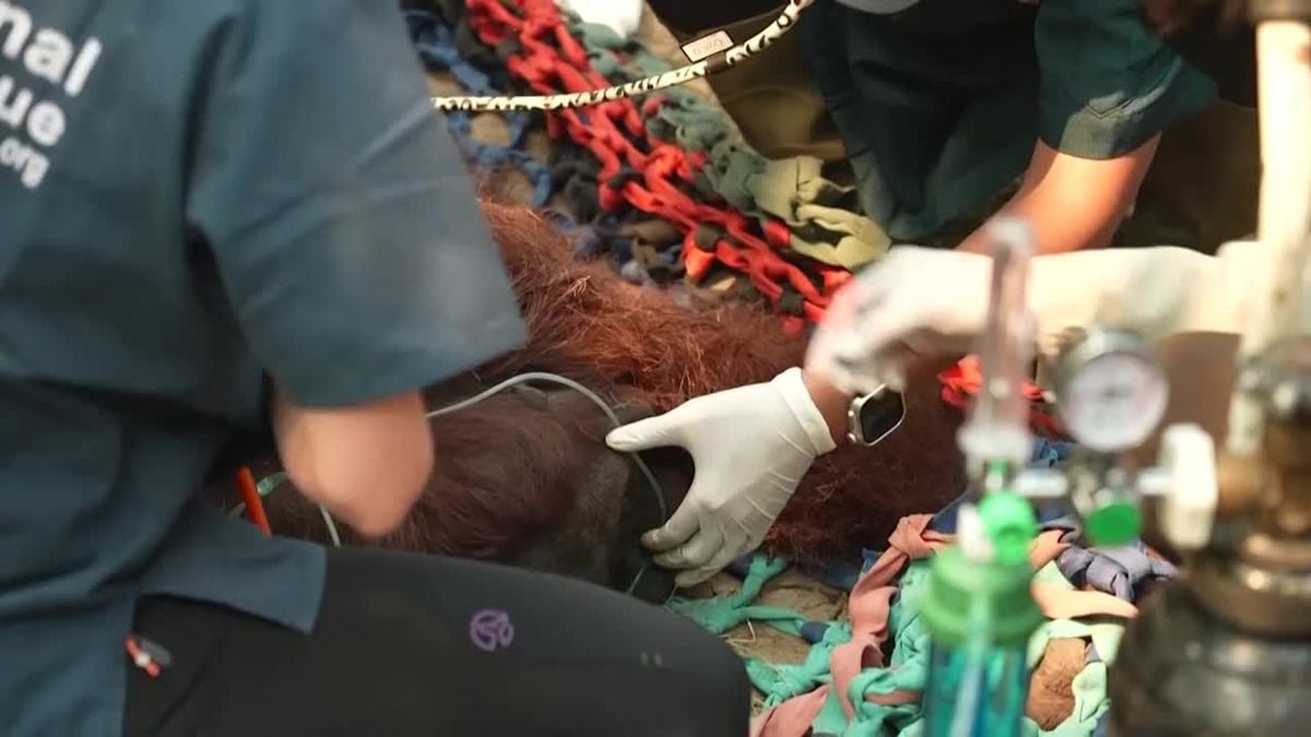 Vets Treat Rescued Orangutan for Smoke Inhalation in Indonesia